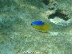 Damsel seen swimming off Boynton Beach, Fl while snorkeli... by Teena Cole 